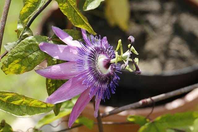 Passionsblume mit Blättern violett