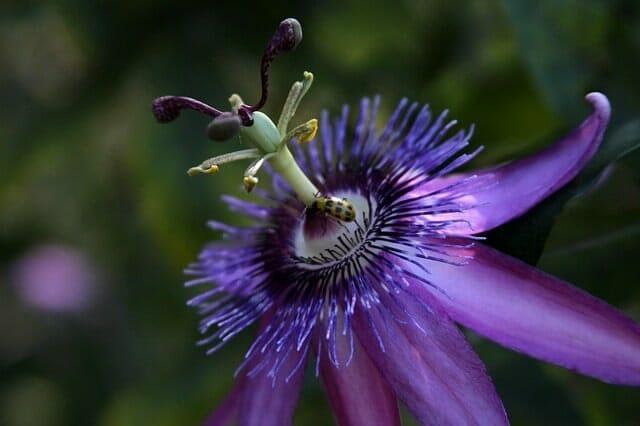 Violett Passionsblume
