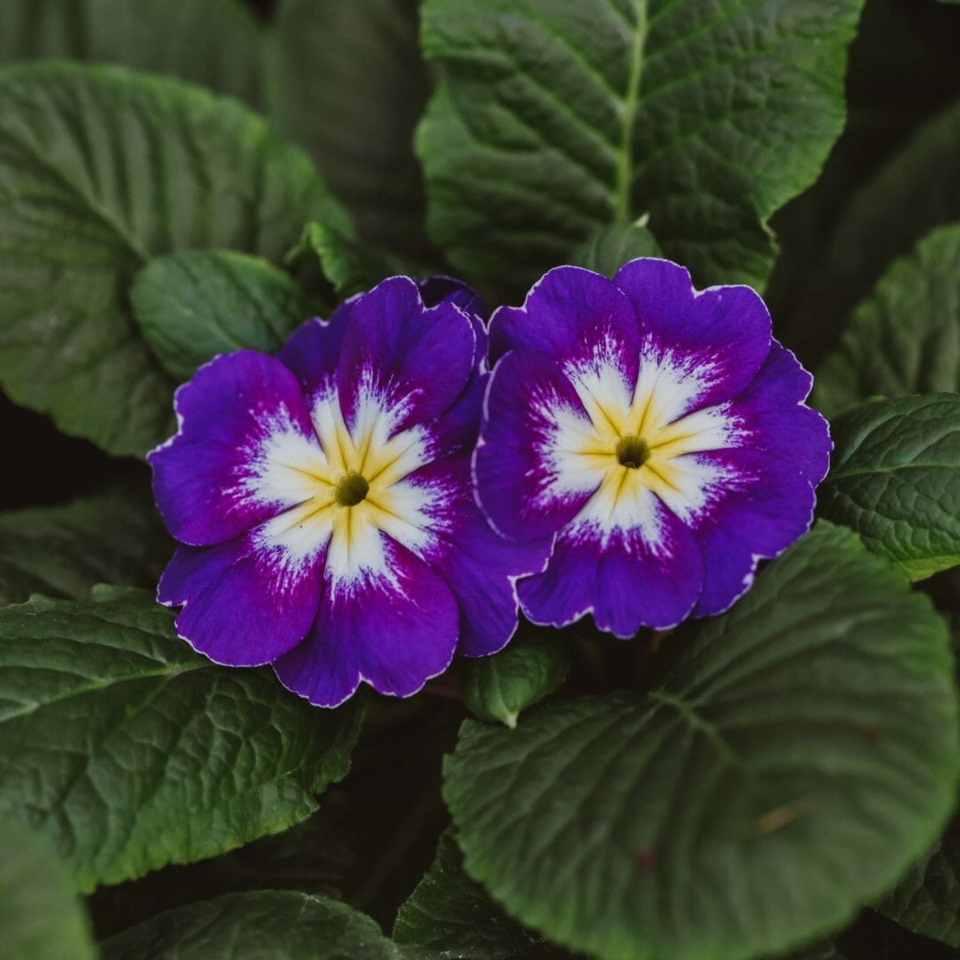 Die Primeln eine blühfreudige Pflanze für deinen Garten